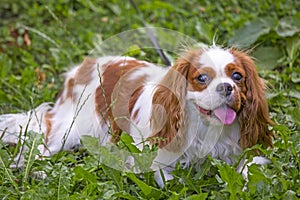 Beautiful cavalier king charles spaniel in the grass background