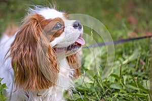 Beautiful cavalier king charles spaniel in the grass background