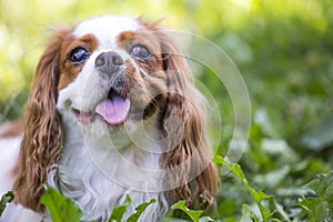 Beautiful cavalier king charles spaniel in the grass background