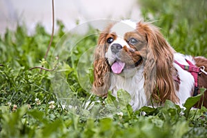 Beautiful cavalier king charles spaniel in the grass background