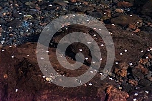 Beautiful cave in Jameos del Agua with white blind crabs, Lanzarote, Canary Islands, Spain