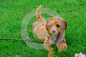 Beautiful Cavoodle puppy dog lying on the grass