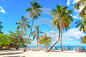 Beautiful Cayo Levantado island beach with palms. Samana, Dominican Republic. Vacation travel background