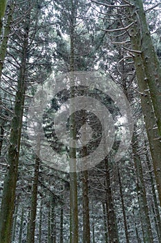 Beautiful cedar forest path covered in snow