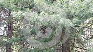 Beautiful cedar in summer