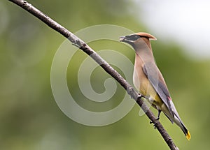 Beautiful Cedar Waxwing is perched on single branch with berry