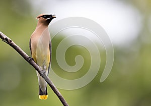 Beautiful Cedar Waxwing is perched on single branch looking right