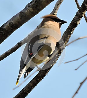 Beautiful cedar waxwing on tree branch