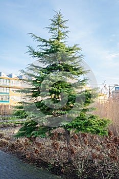 Beautiful Cedrus deodara (Deodar cedar) tree in a park