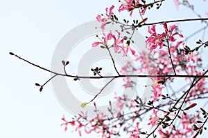 Beautiful ceiba insignis of feature with buds