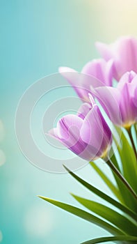 Beautiful celebration pink tulips on pastel background. Concept birthday, Mothers Day, Womens Day, March 8. Spring