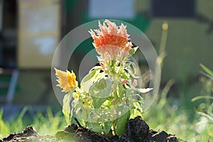 Beautiful Celosia flower closeup on summer garden