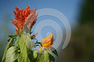 Beautiful Celosia flower closeup on summer garden