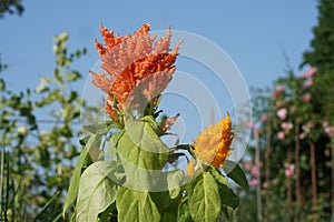 Beautiful Celosia flower closeup on summer garden