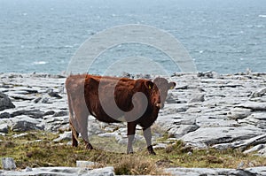 Beautiful celtic cow in the Burren national field photo