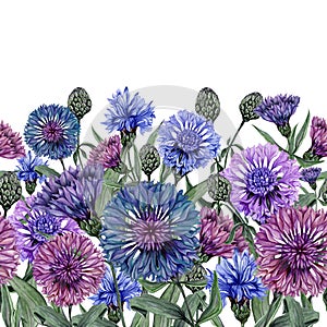 Beautiful centaurea flowers with green leaves on white background. Seamless floral pattern, border. Watercolor painting.