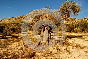 Beautiful centenarian olive trees under the blue sky