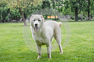 Beautiful Central Asian Shepherd Dog standing in the garden