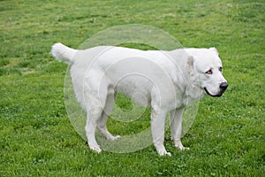 Beautiful Central Asian Shepherd Dog standing in the garden