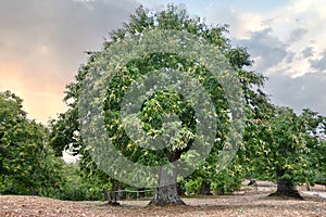 Beautiful centuries-old chestnut with almost ripe curls hanging from the branches just before the chestnut harvest. Italy