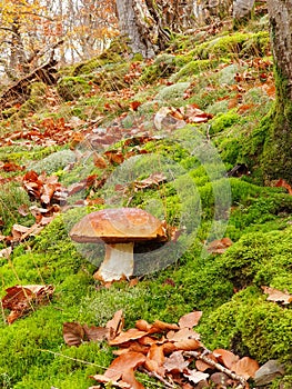 Beautiful cep mushroom in the forest on a lovely autumn day