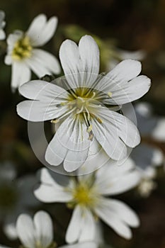 beautiful Cerastium arvense flowers photo