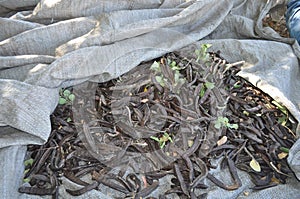 The beautiful Ceratonia Siliqua in farmland