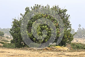 Beautiful Ceratonia Siliqua tree in the mountain