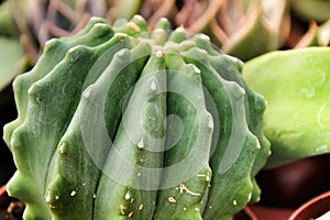 Beautiful Cereus cactus in the garden