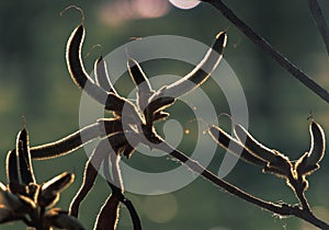 Beautiful cerrado tree extending its branches to the sun. photo