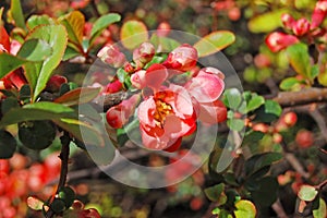 Beautiful Chaenomeles japonica flower