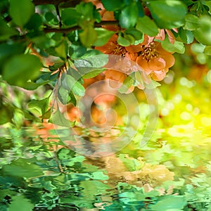 Beautiful chaenomeles japonica Japanese flowering quince flower blossom, water reflection, light. Greeting card template. Soft ton