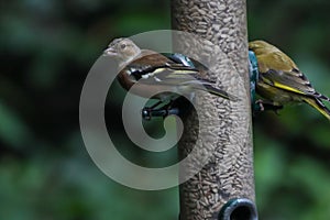 A beautiful Chaffinch bird looking for food on a birdfeeder at a Nature Reserve