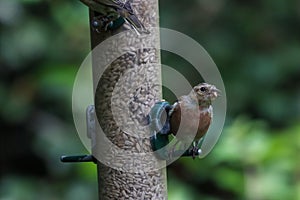 A beautiful Chaffinch bird looking for food on a birdfeeder at a Nature Reserve