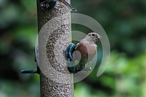 A beautiful Chaffinch bird looking for food on a birdfeeder at a Nature Reserve