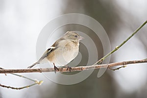 Beautiful chaffinch female resting on a tree twig in winter