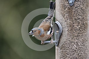 Beautiful Chaffinch Fringilla Coelebs on garden bird feeder