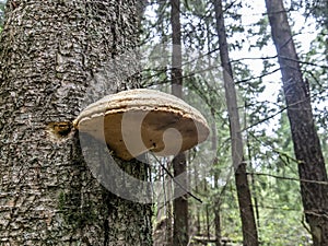 beautiful chaga mushrooms grow on the trunk of a tree
