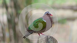 Beautiful Chalcophaps Indica with Red Beak Sitting and Relax in Aviary