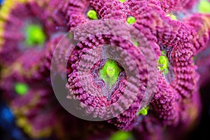 Beautiful chalice sps coral in coral reef aquarium tank. photo