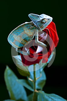 Beautiful Chameleon