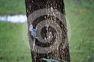 beautiful chameleon clutch tree. Agamidae animal wildlife chameleon in Thailand. Lizard on Fence blur nature background