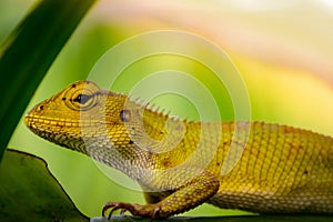 Beautiful chameleon on green leaves