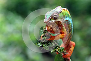 Beautiful of chameleon panther
