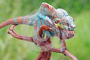 Beautiful of chameleon panther