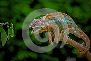 Beautiful of chameleon panther ambilobe