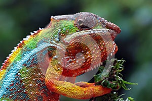 Beautiful of chameleon panther, chameleon panther on branch