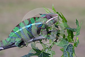 Beautiful of chameleon panther, chameleon panther on branch