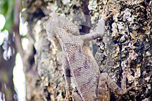 Beautiful chameleon rises on a tree