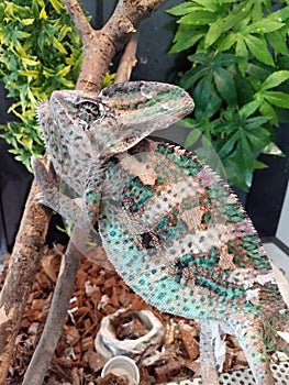 Chameleon in terrarium
